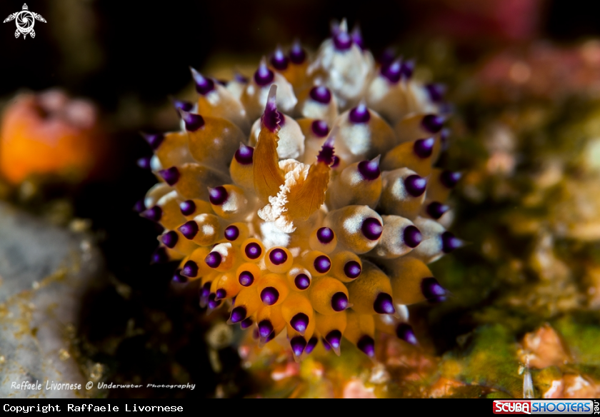 A Janolus