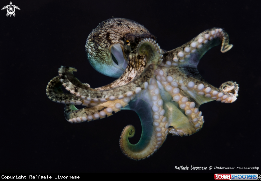 A Octopus vulgaris