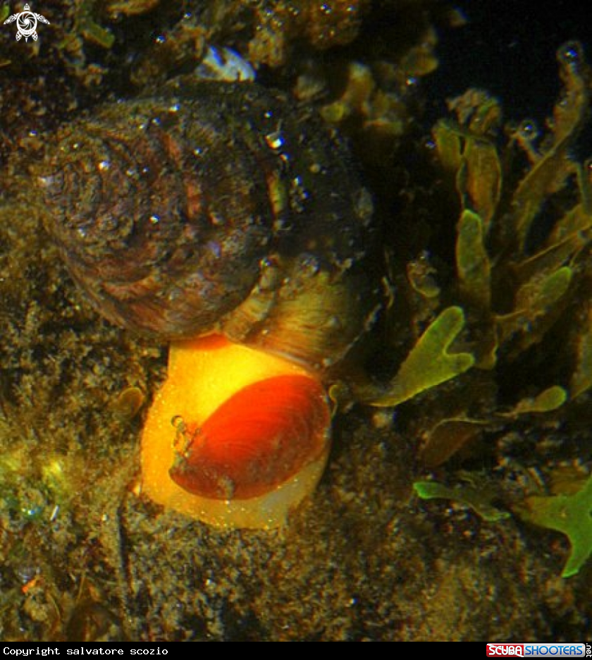 A gasteropodi