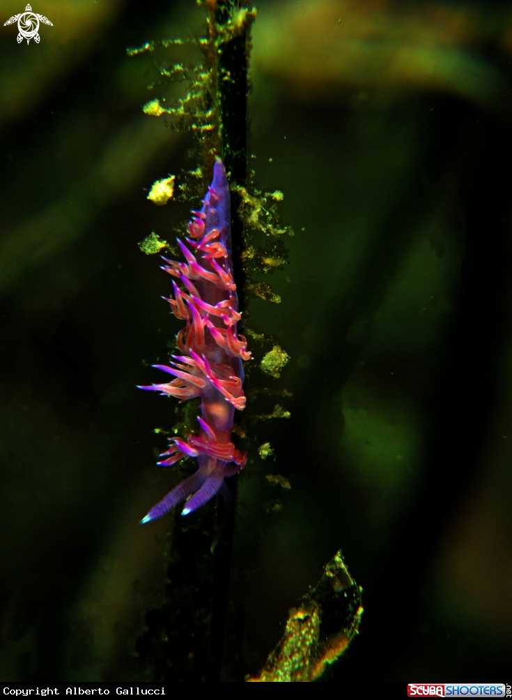 A Flabellina
