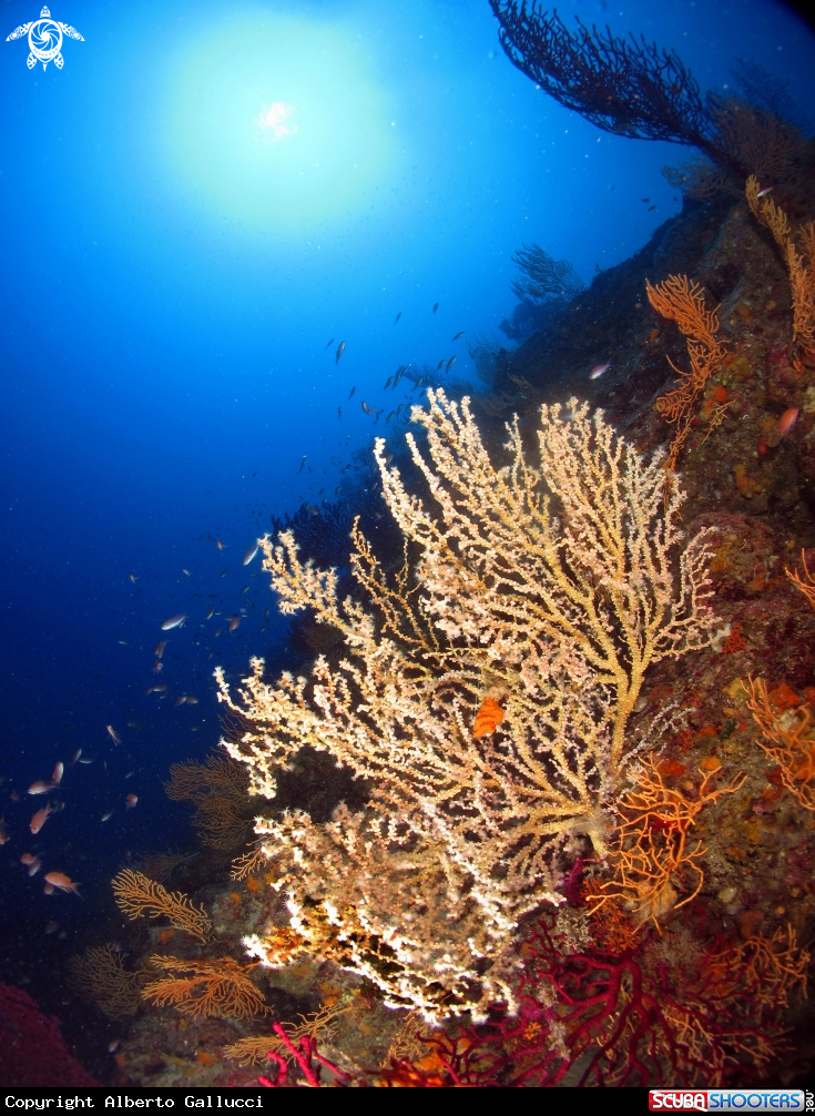 A False black coral