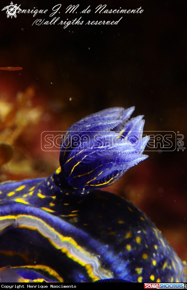 A Nudi