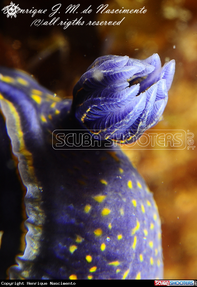 A Nudi