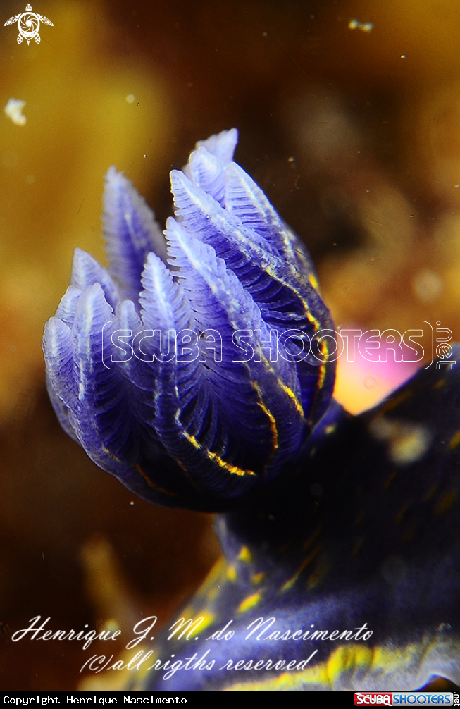 A Nudi