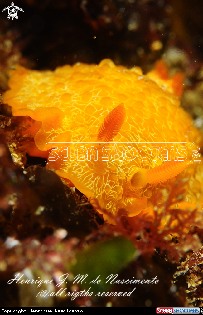 A Nudi