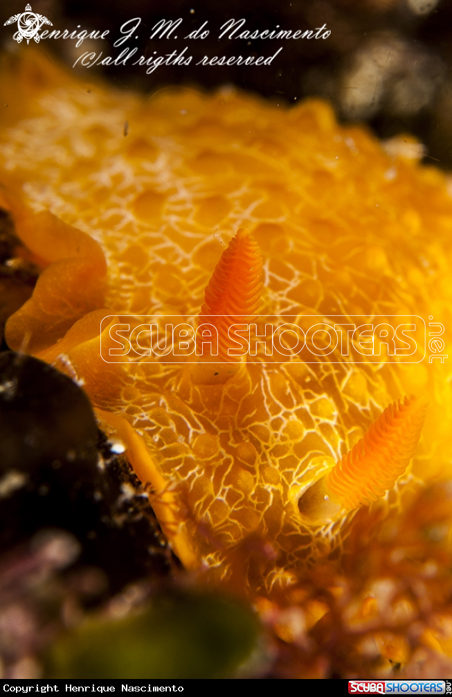 A Nudi