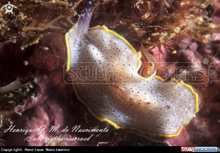 A planaria