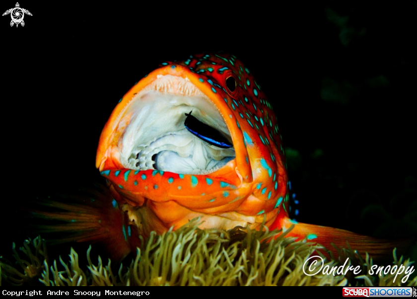 A Grouper