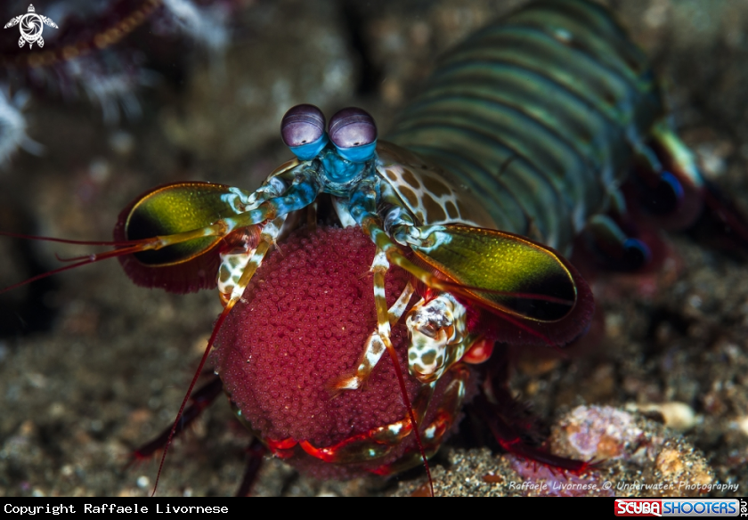 A Mantis shrimp