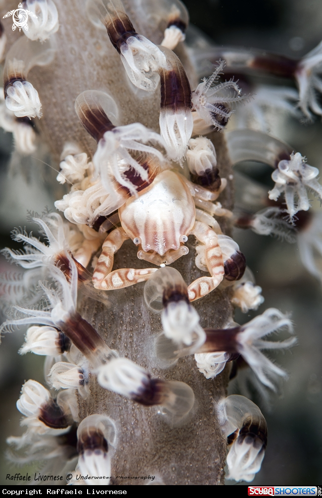 A commensal crab