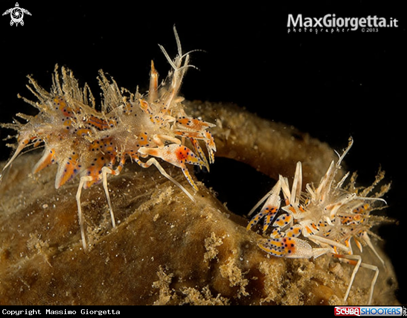 A tiger shrimp