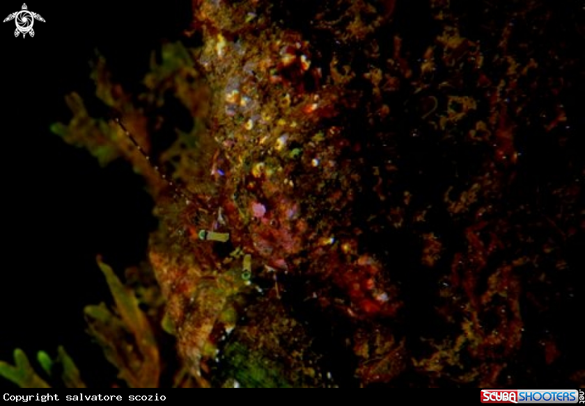 A dardanus