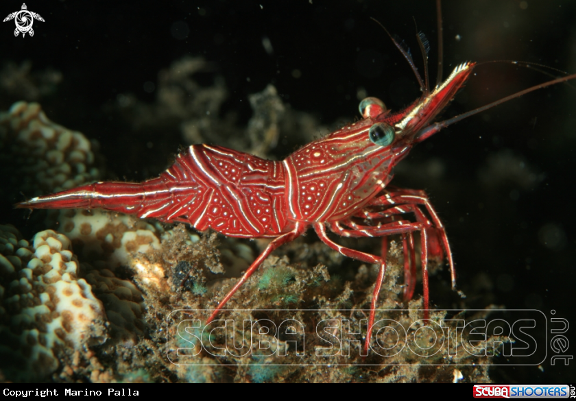 A Peppermint Shrimp