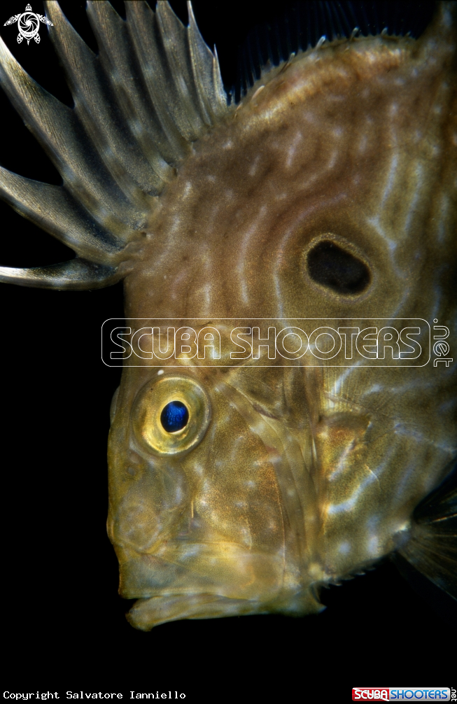 A Pesce S,Pietro