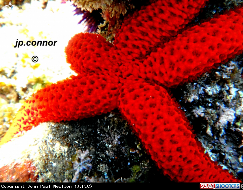 A Etoile de mer rouge