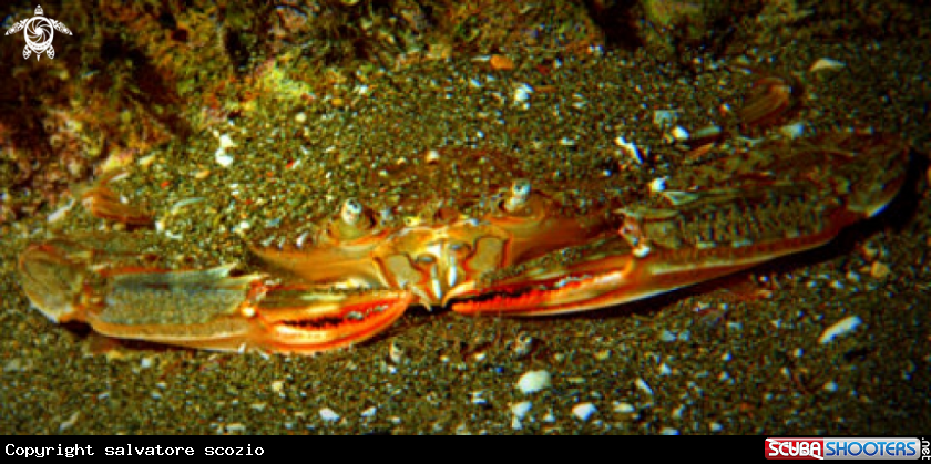 A crostacei