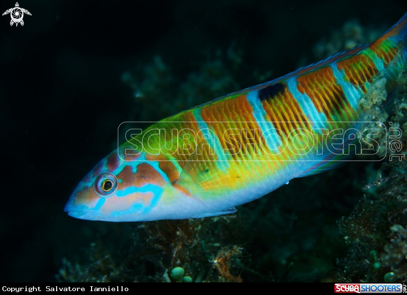 A Donzella pavonina