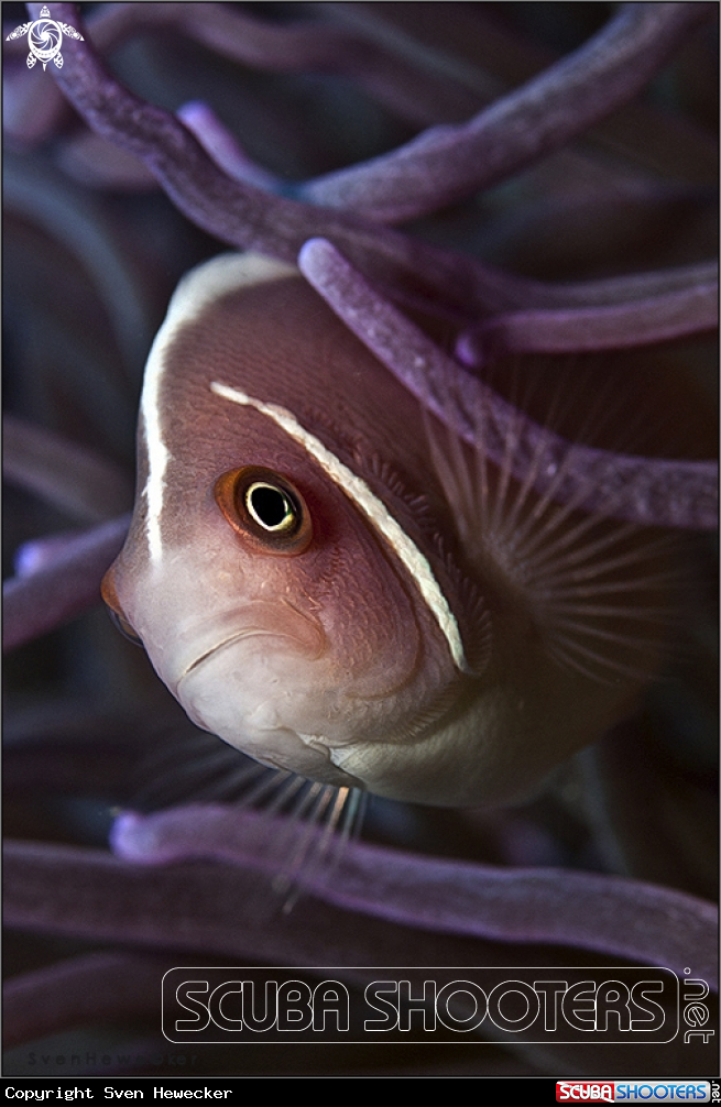 A skunk clownfish