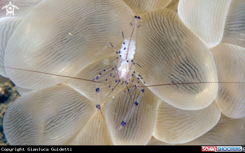 A underwater creature