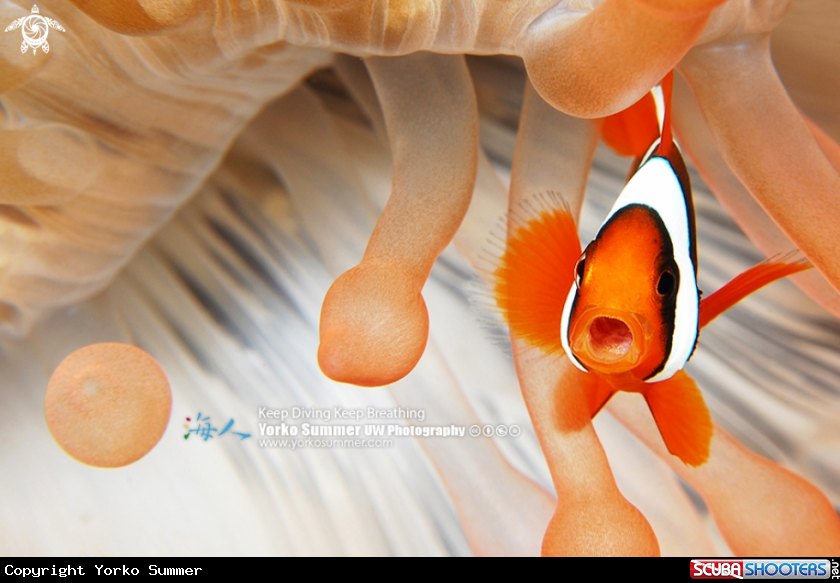 A Clown Anemonefish