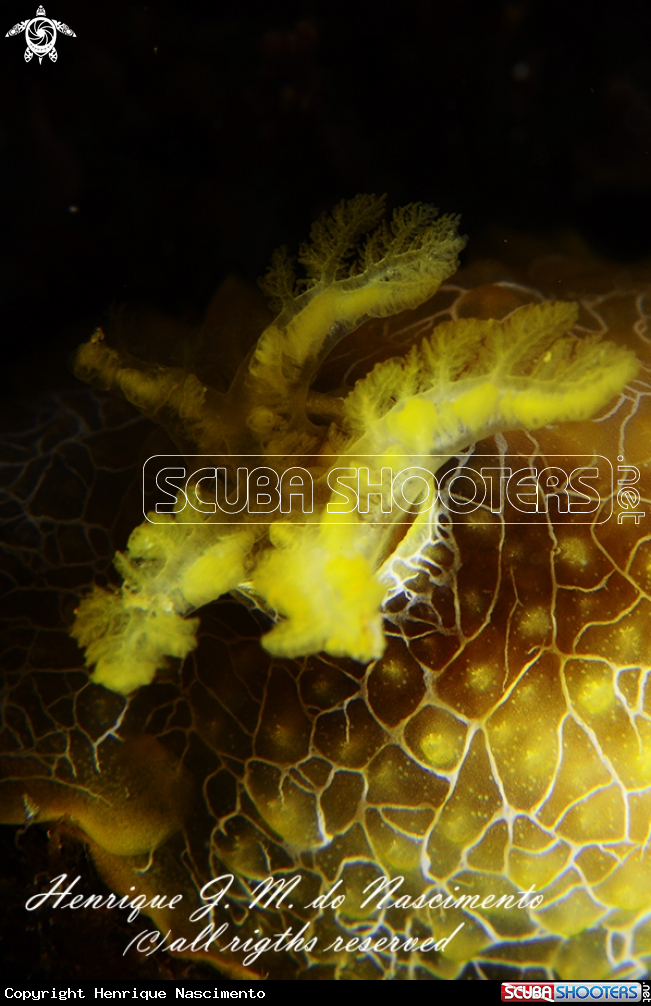 A Nudi