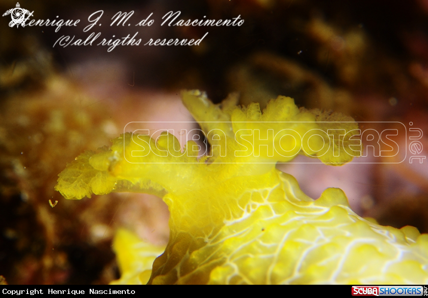 A Nudi