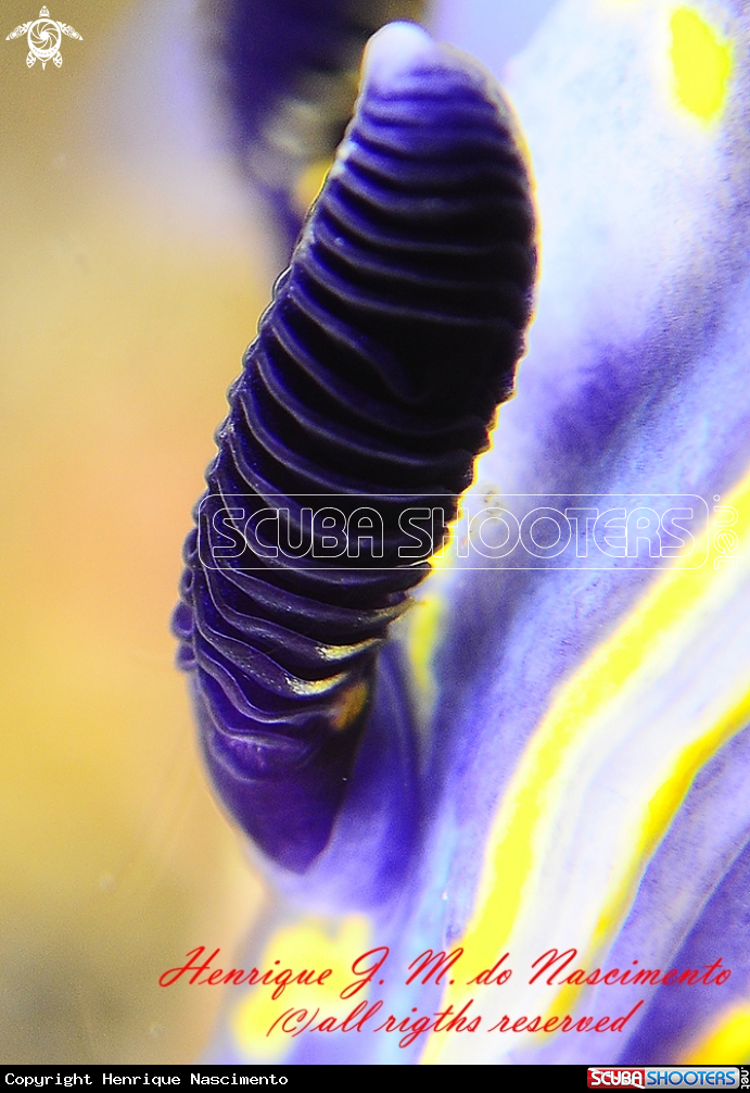 A Nudi