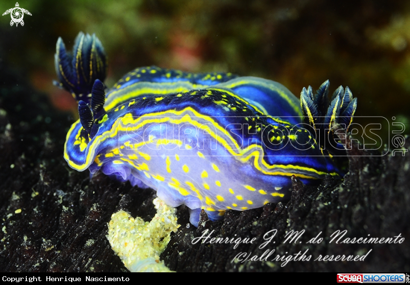 A Nudi