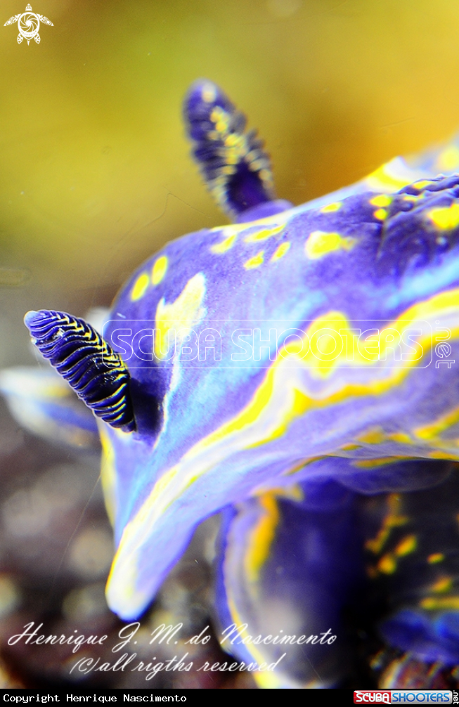 A Nudi