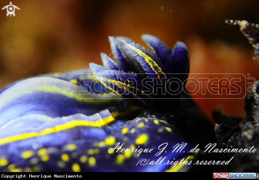 A Nudi