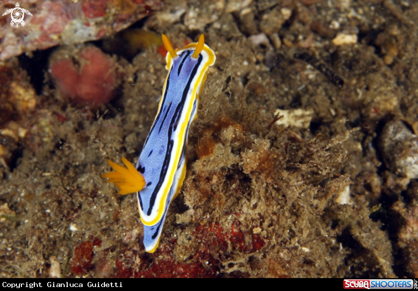 A underwater creature