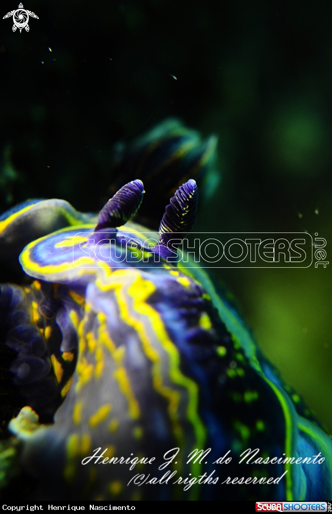 A Nudi