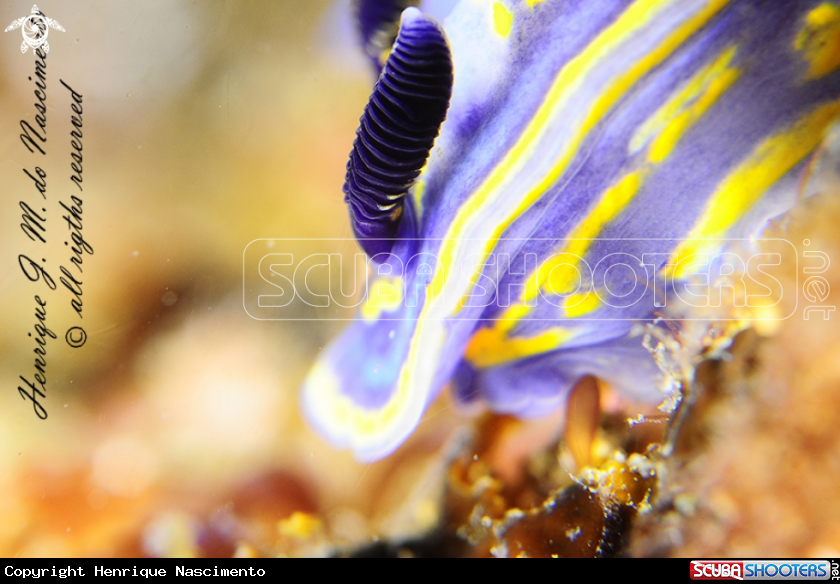 A Nudi