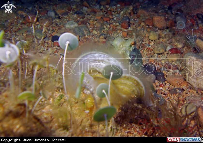 A PULPO