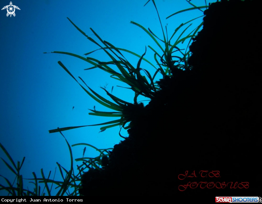 A POSIDONIA
