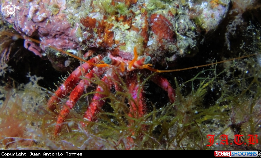 A Hermit-crab
