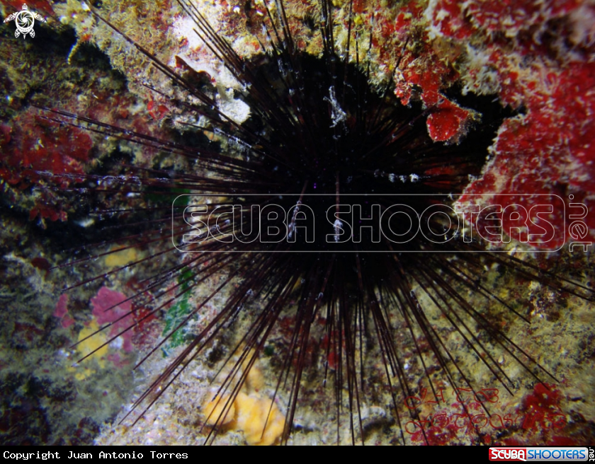 A urchin Diadema