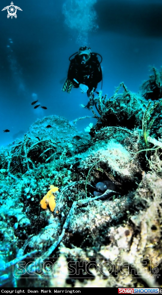 A Mediterranean moray