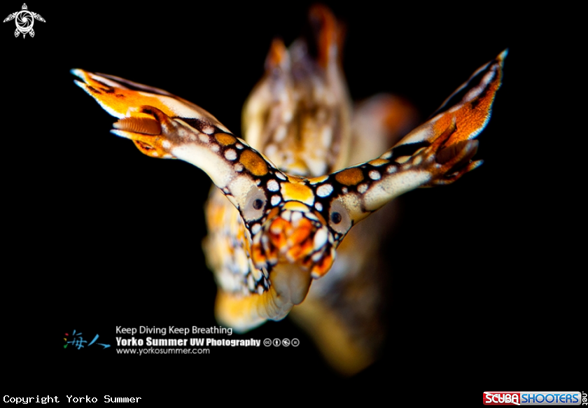A Bornella Anguilla
