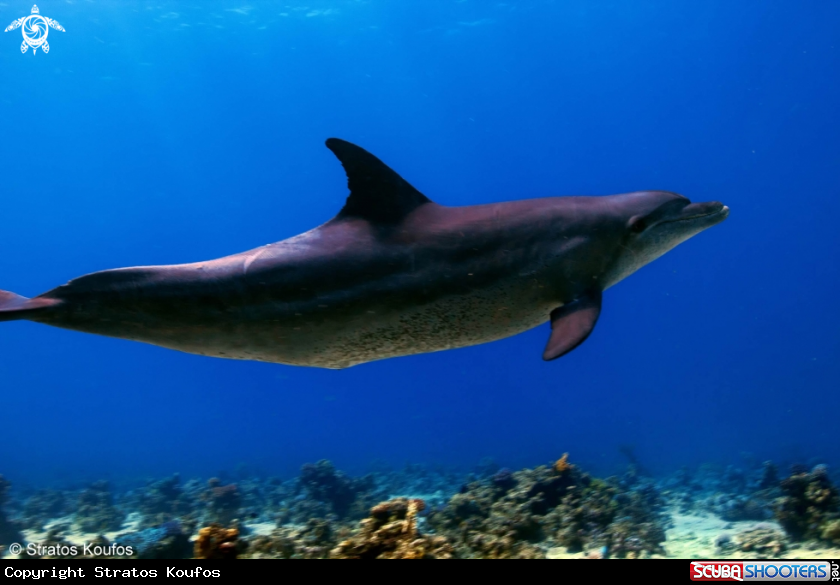 A Hurghada- Egypt