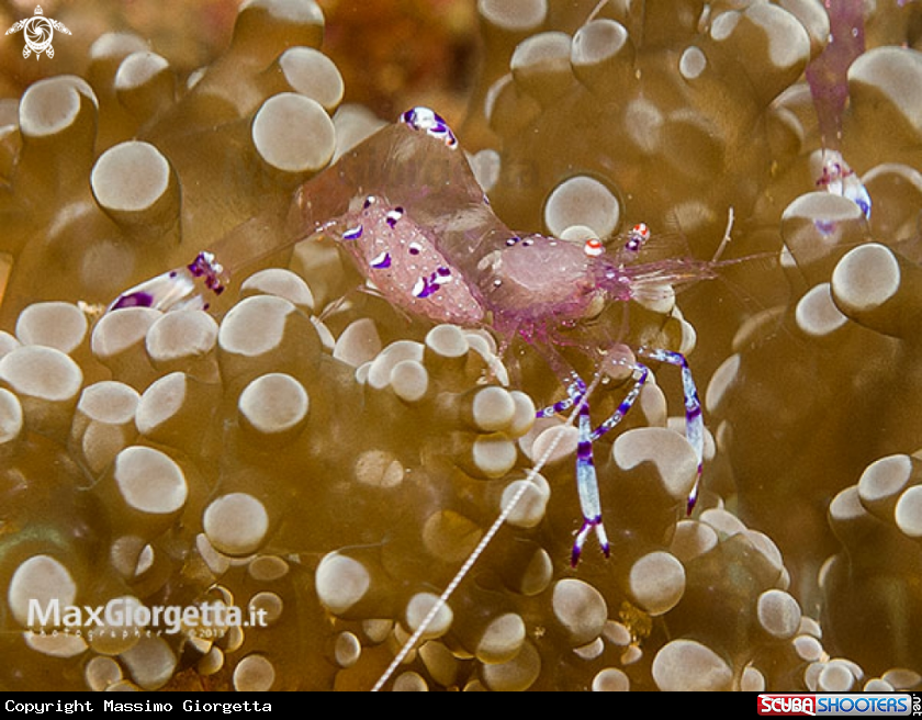 A Anemone shrimp