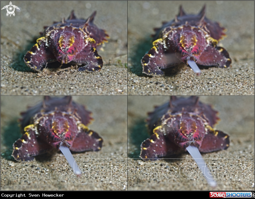 A  flamboyant cuttlefish