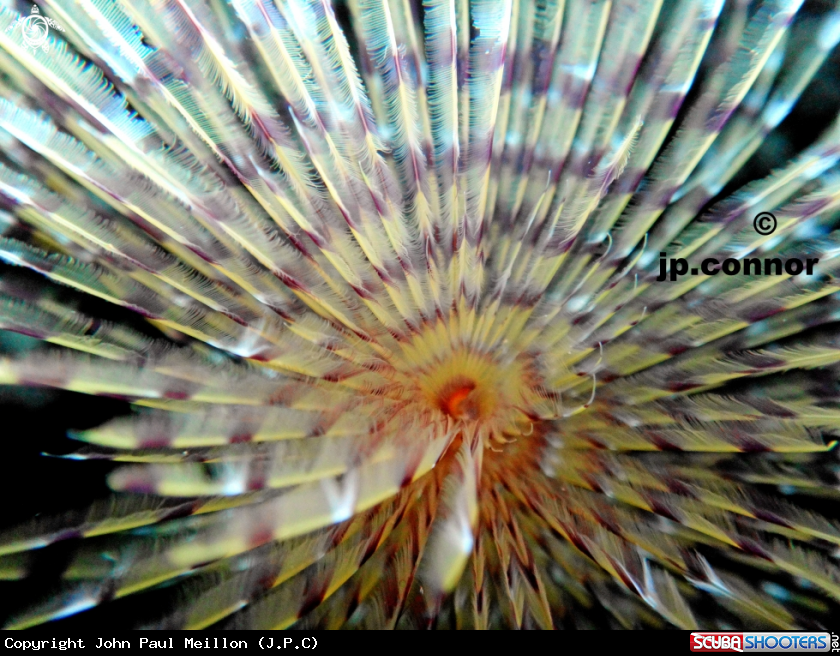 A Spirographe