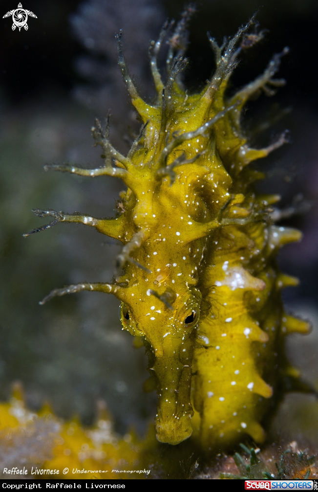 A Yellow Seahorse