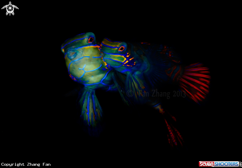 A Mandarin fish