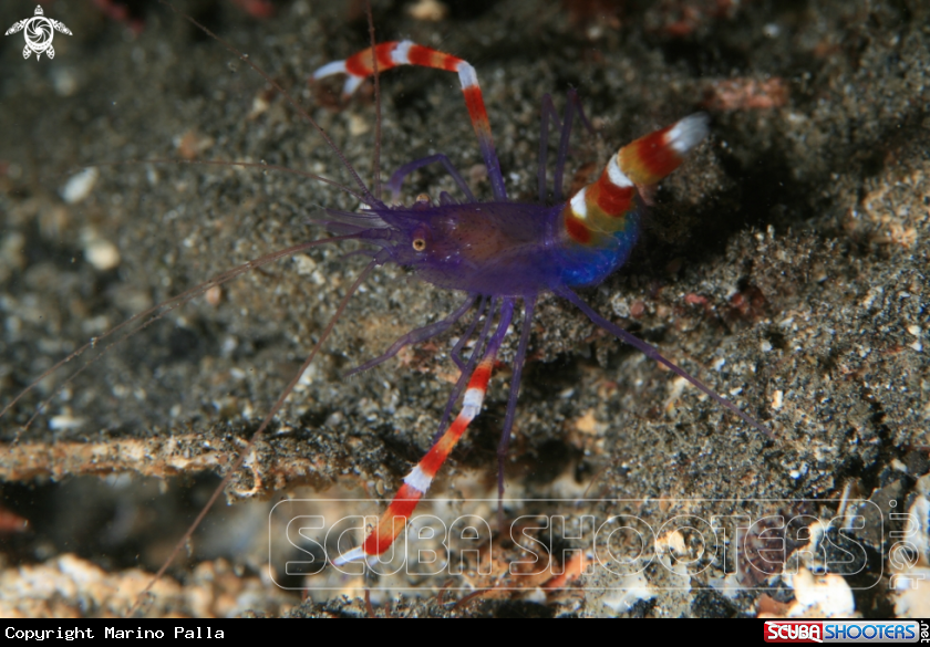 A Blue Coral Banded Shrimp