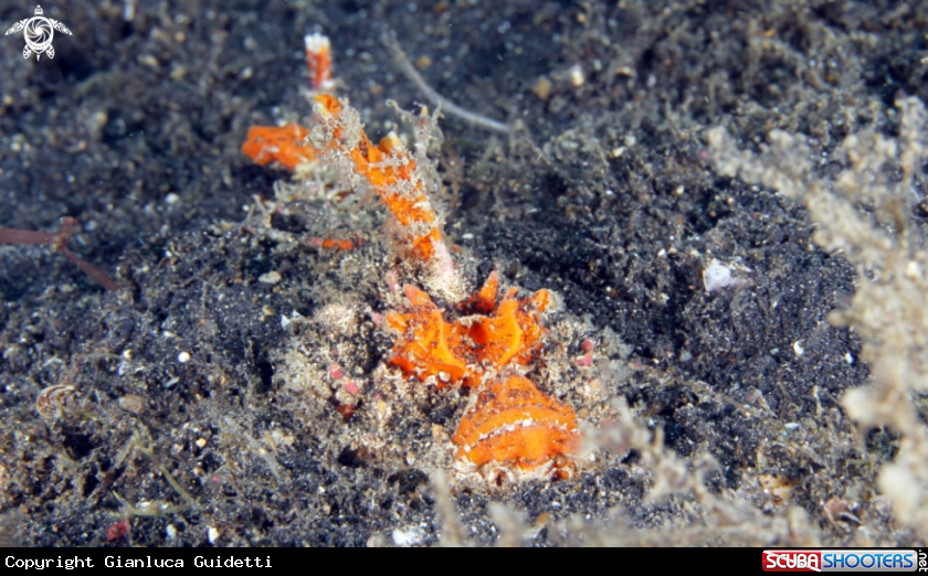 A underwater creature
