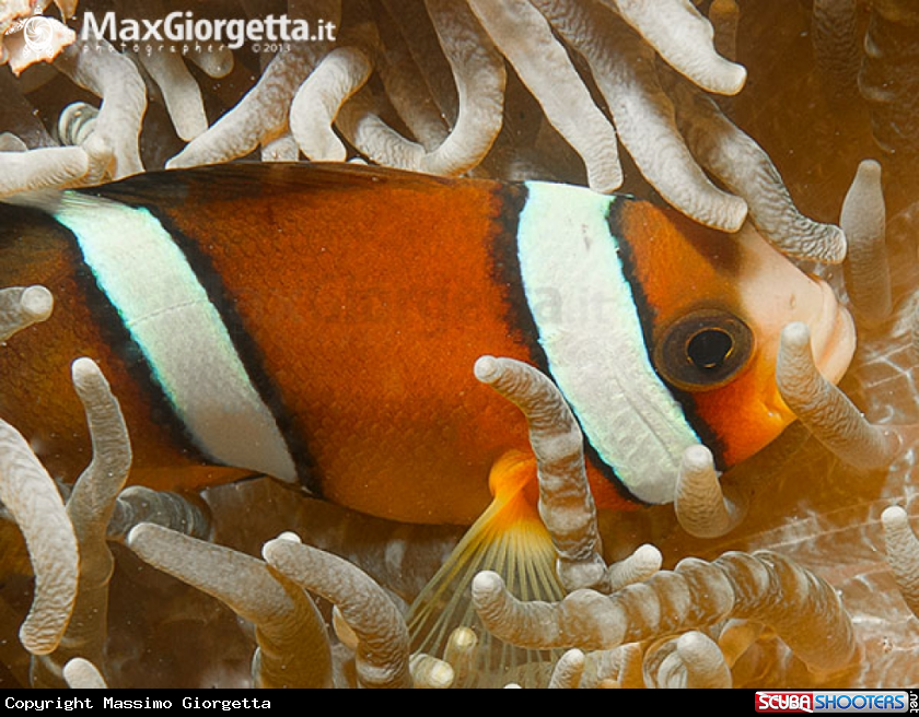 A clown fish