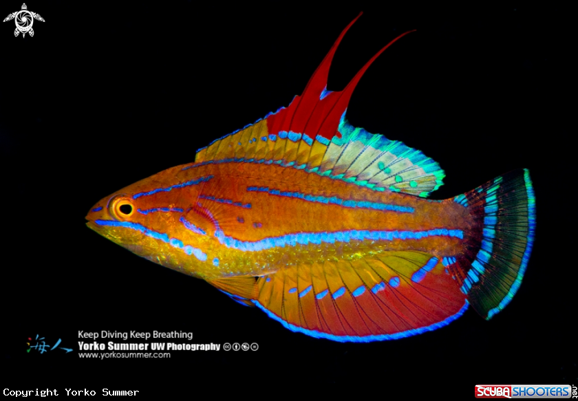 A Yellow-Fin Flasher Wrasse