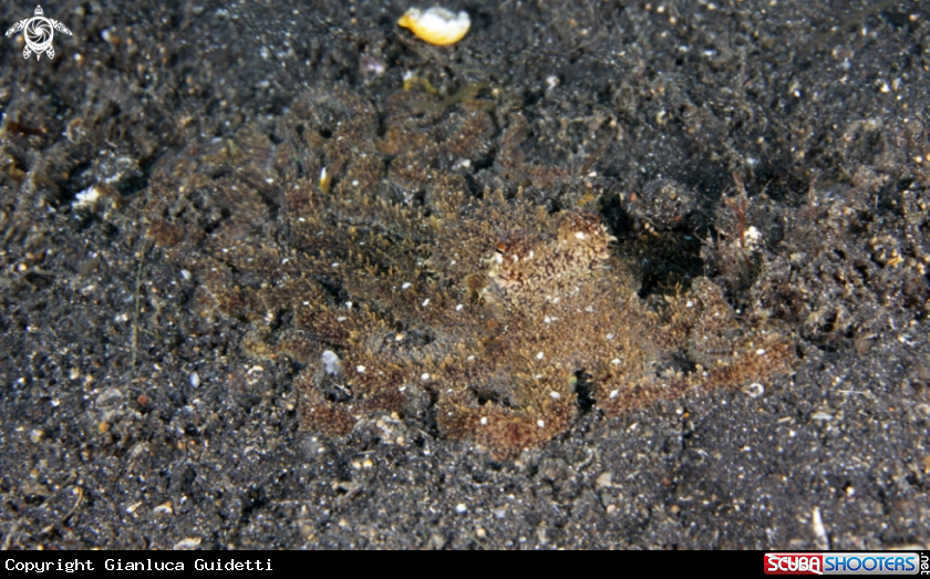 A underwater creature